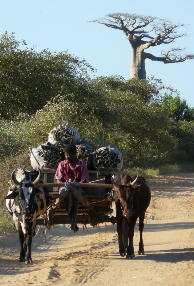 Zebu kar bij Morondava