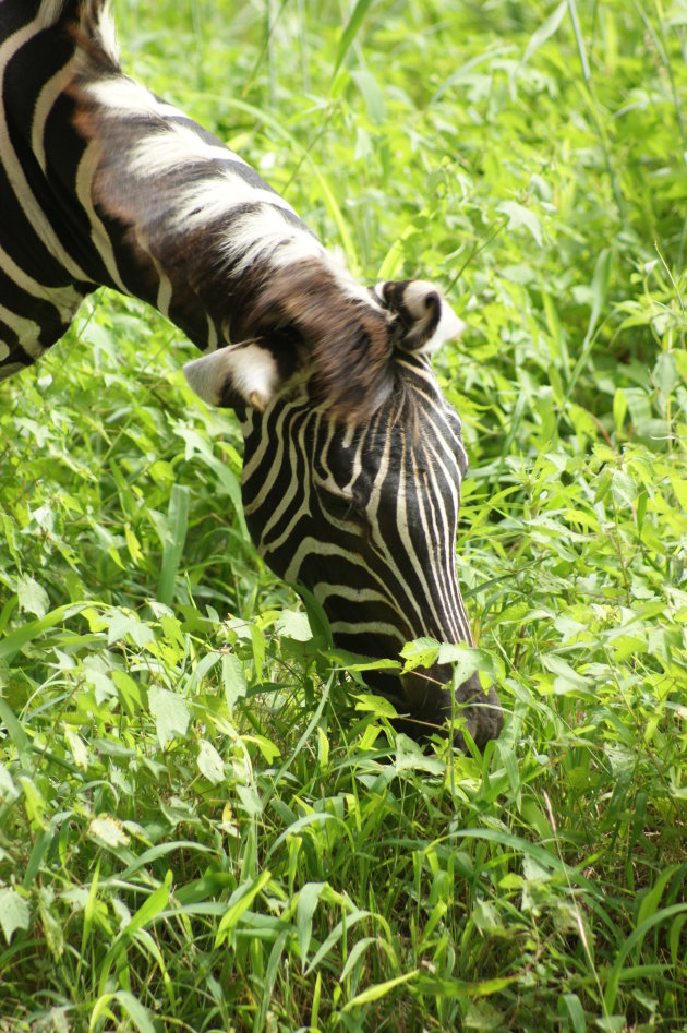 zebra