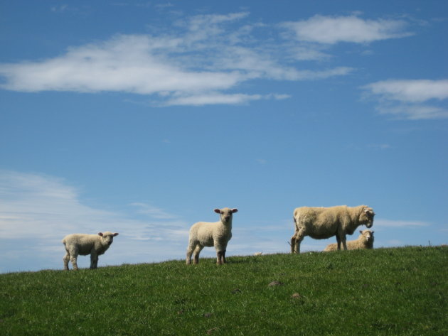 Nieuwzeelandse wol in de maak