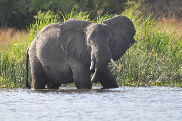 Olifant in water