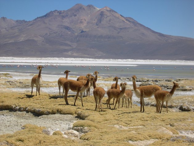 Vicuna's Salar de Surire