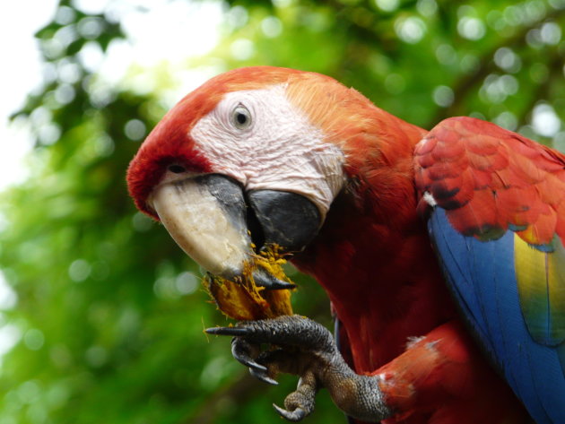 Papegaai, Puerto Limon