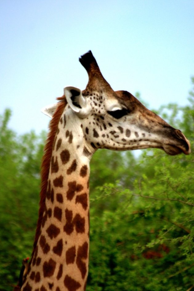 Giraffe En Profil