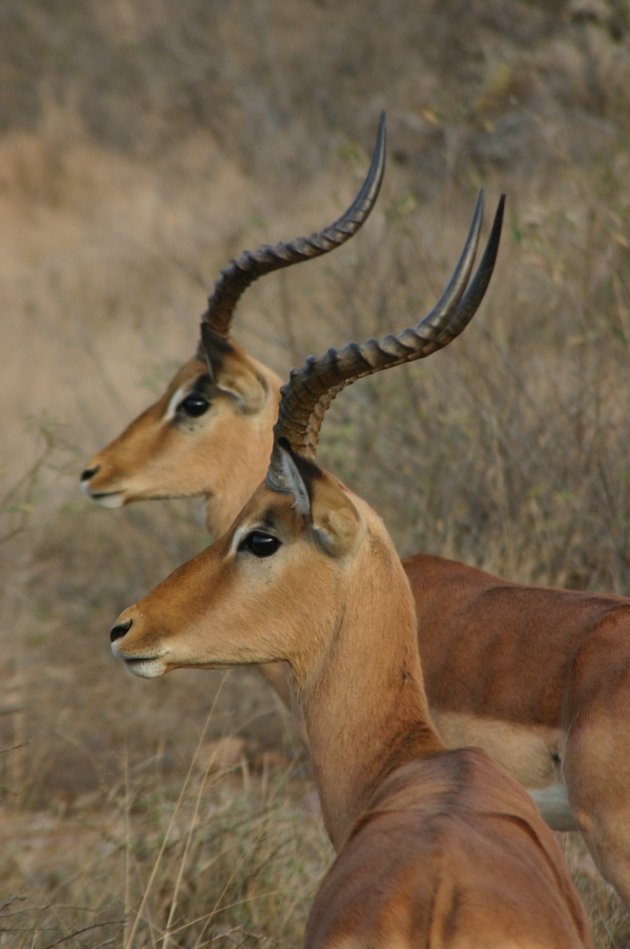 Impala's in het Kruger Park