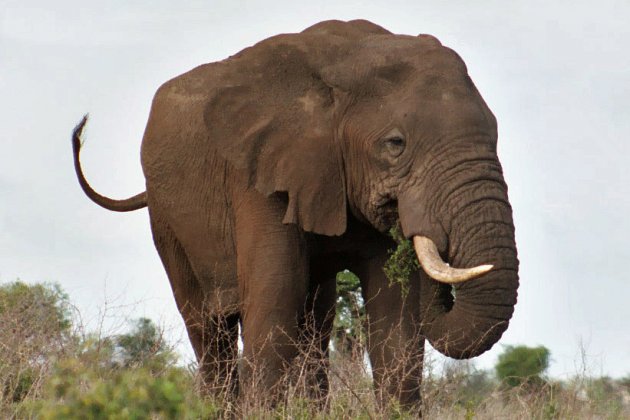 Modder olifant
