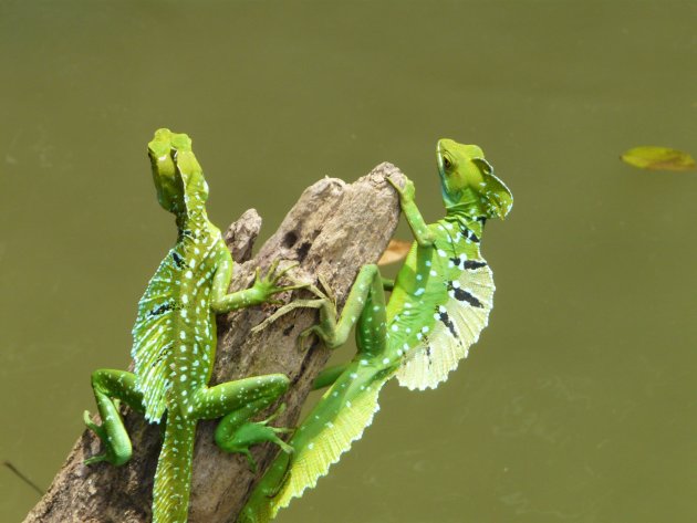 Green Lizard