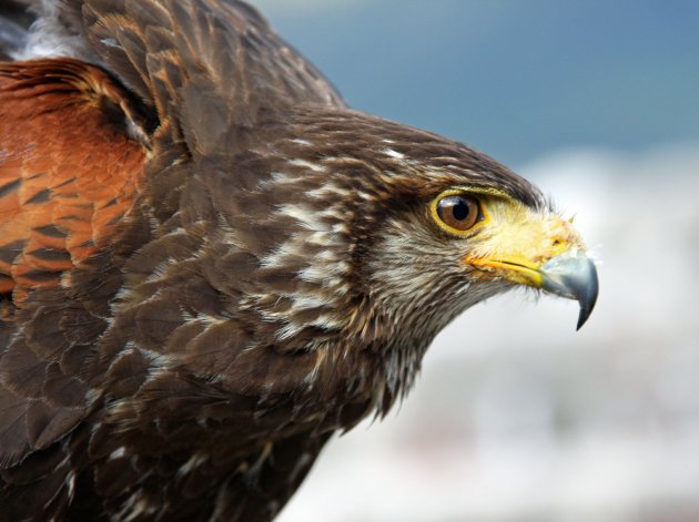 woestijn buizerd