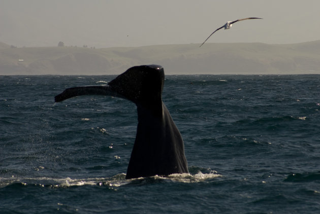Sperm Whale and Royal Albatros