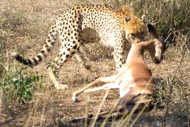 Cheetah met prooi