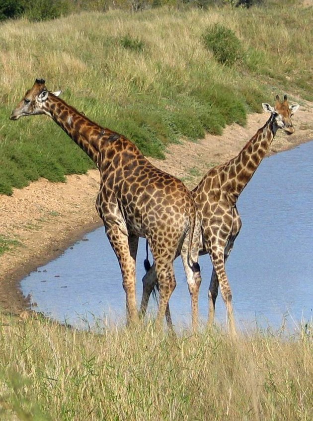 Paartje Giraffen