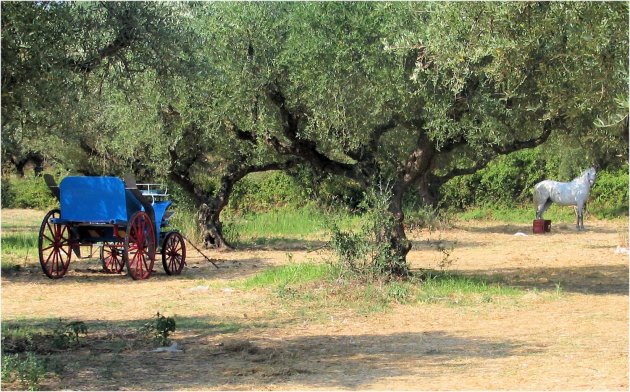 Wagen en paard