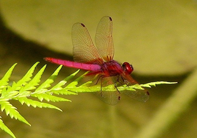 Paars-roze libelle