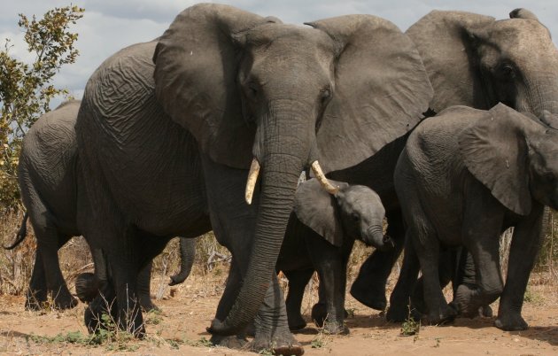 Dreigende olifant in Chobe