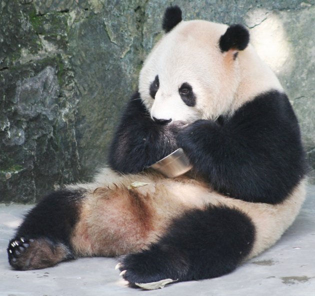 Reuzenpanda