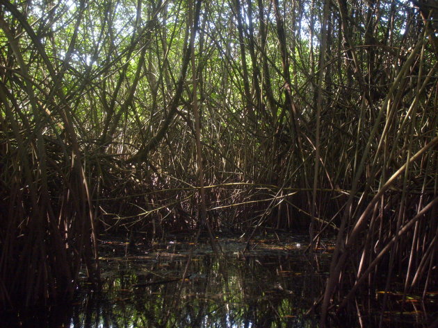 Mangroves playa Ventanilla