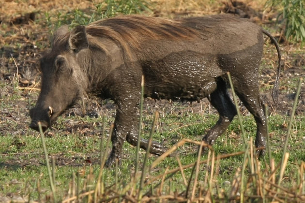 warthog naar badje