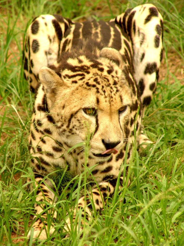 King Cheetah