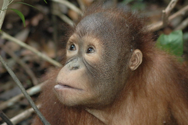 Orangutan