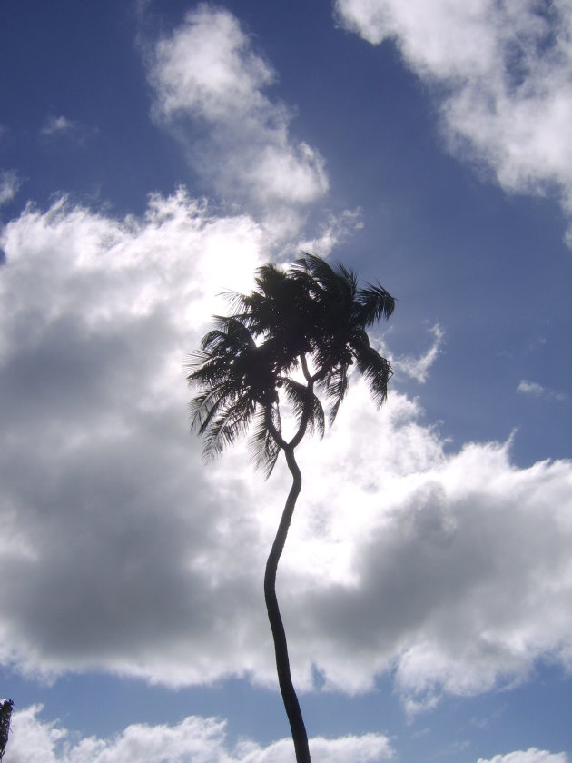 Bijzondere palmboom