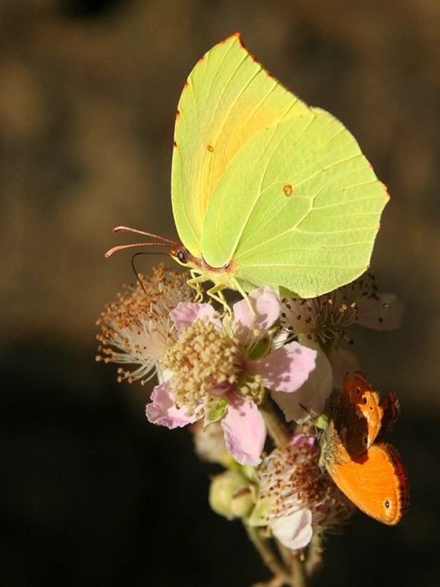 Citroenvlinder