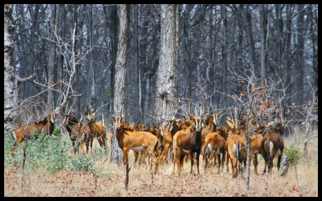 Roan antilope