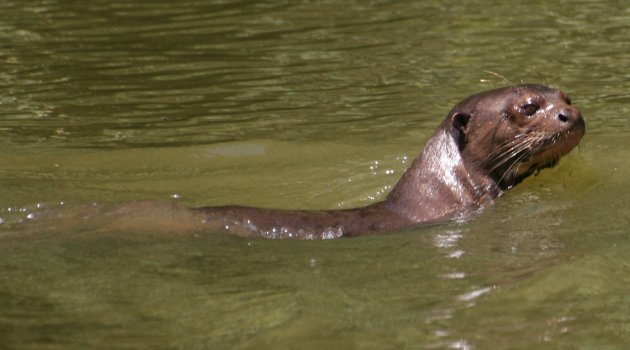 Giant Otter