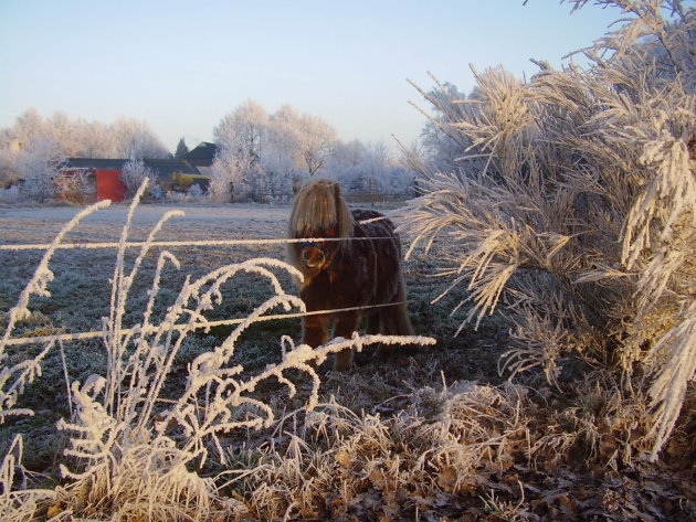 Winters plaatje in Drenthe