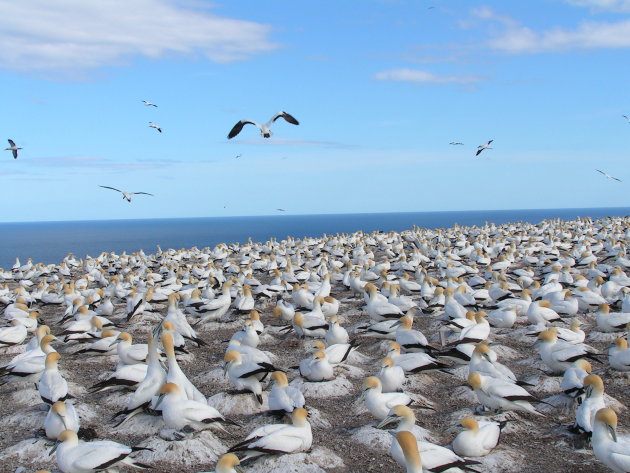 Cape Kidnappers