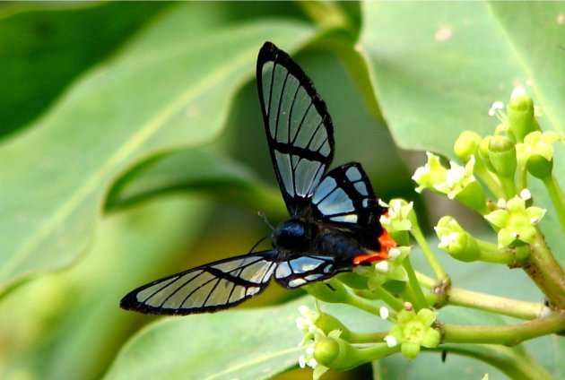 'doorkijk' vlinder