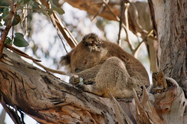 Laidback koala