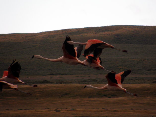 Flamingo's in de vlucht