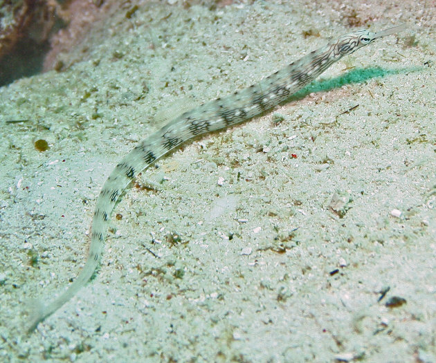 Pipefish