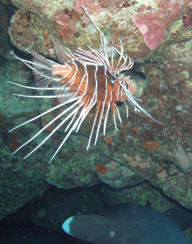 haai en lionfish