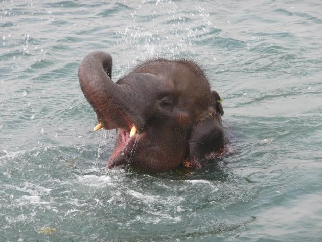 Blije olifant in Chitwan