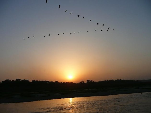 Zonsondergang in Chitwan, met vogels