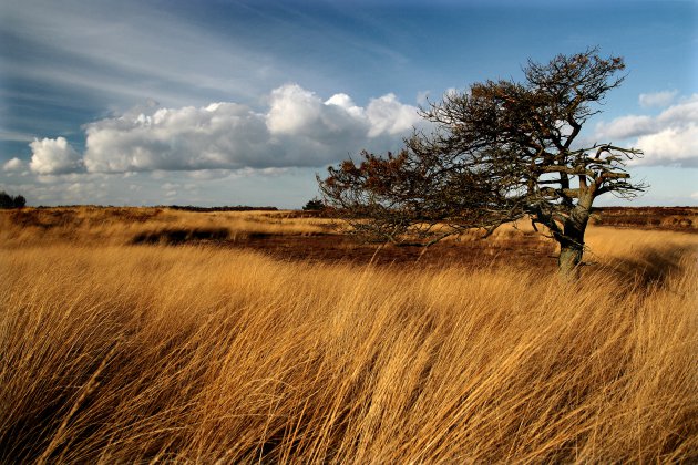 Nationaal park De Groote Peel