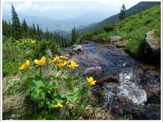 Blackmountains stream