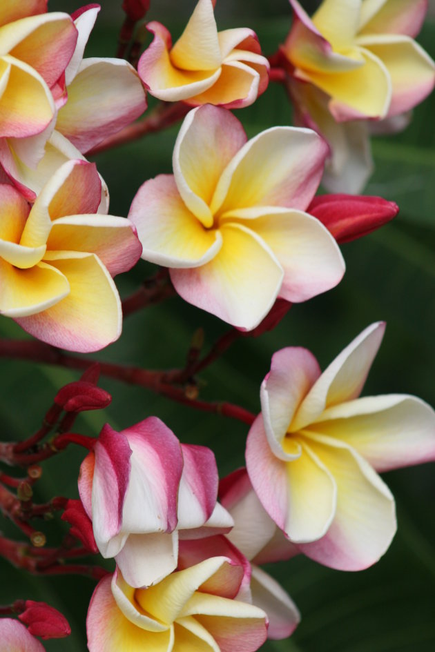 Kleurrijke bloemen.