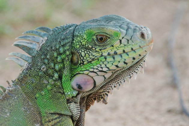 Iguana