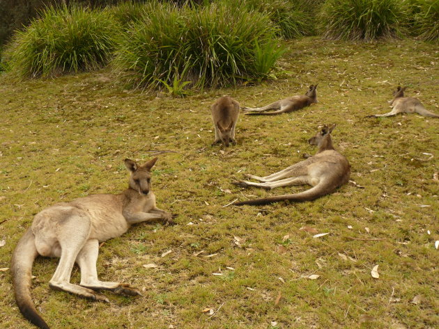 Kangaroo's op Pebbly Beach