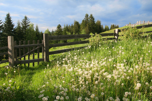 summer scene