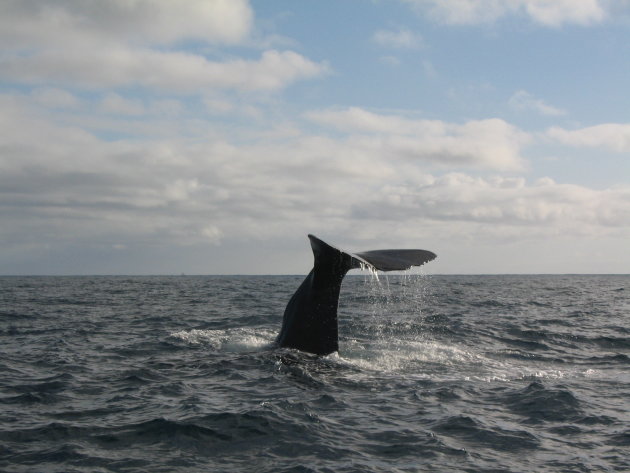 Sperm Whale aan kust van Kaikoura