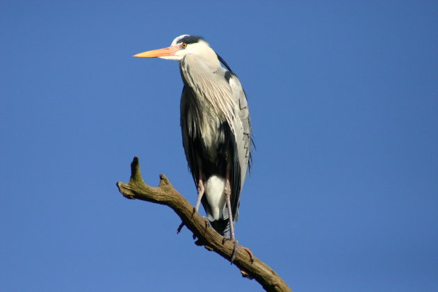 Reiger