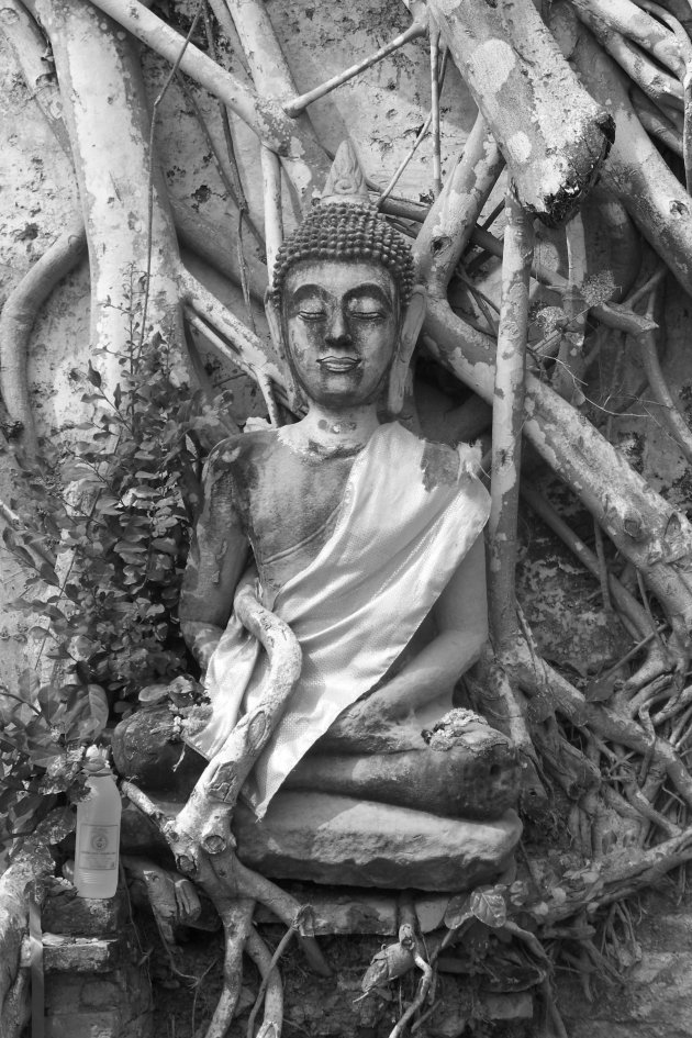 Buddha in tree