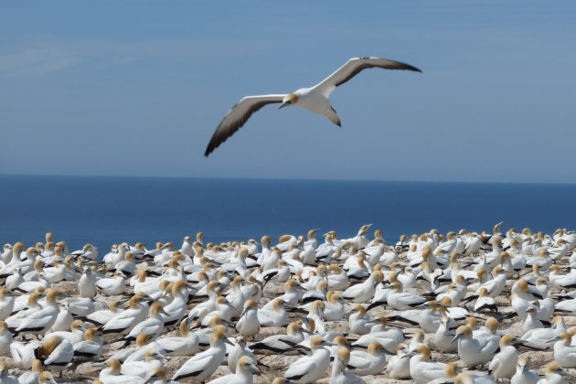 Janvangenten kolonie Cape Kidnappers