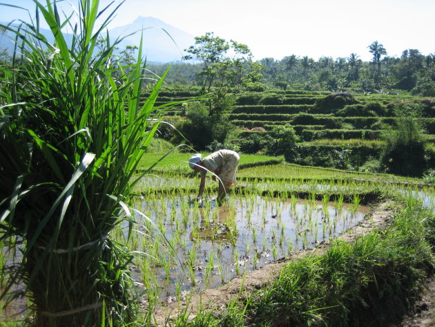 Rijstvelden Lombok