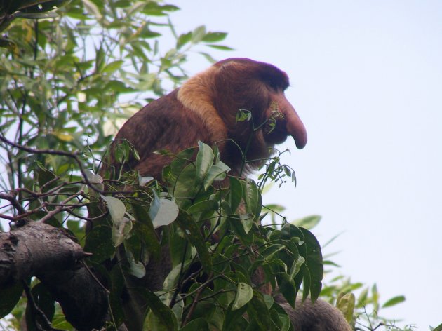 Orang Belanda...