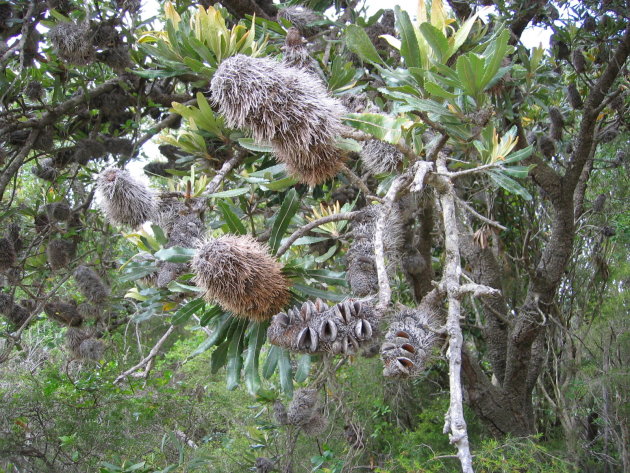 Banksia tree