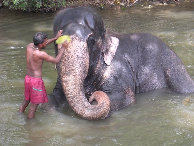 Wassen van olifant