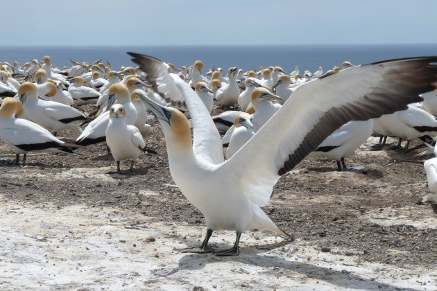 Cape Kidnappers